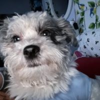 Tender Heart Vet Care PC ico