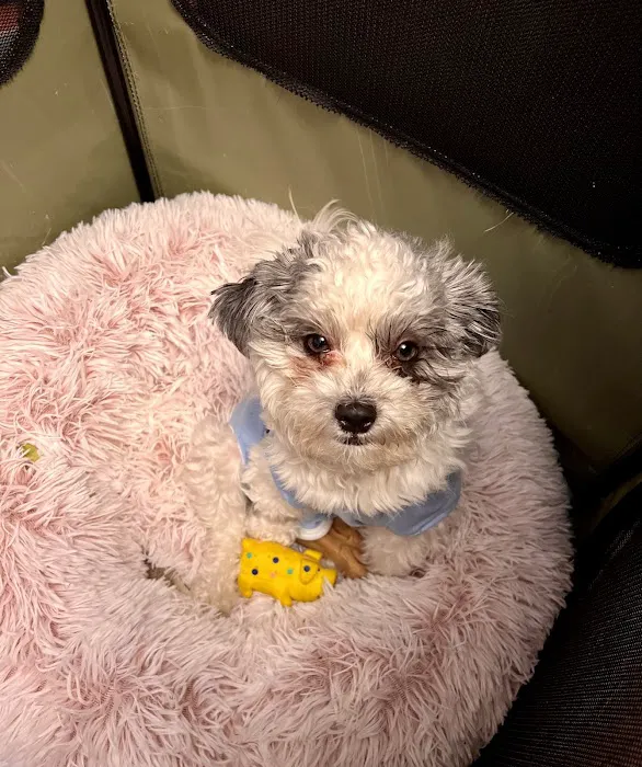 Tender Heart Vet Care PC Picture 2