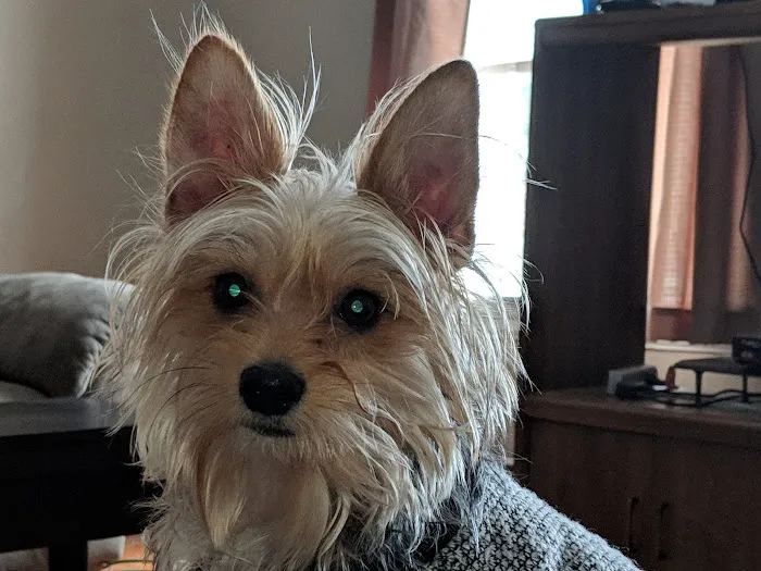 Tender Heart Vet Care PC Picture 7