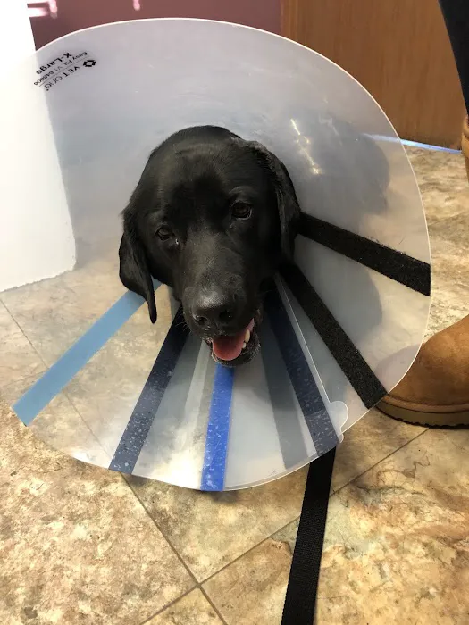 Tender Heart Vet Care PC Picture 9