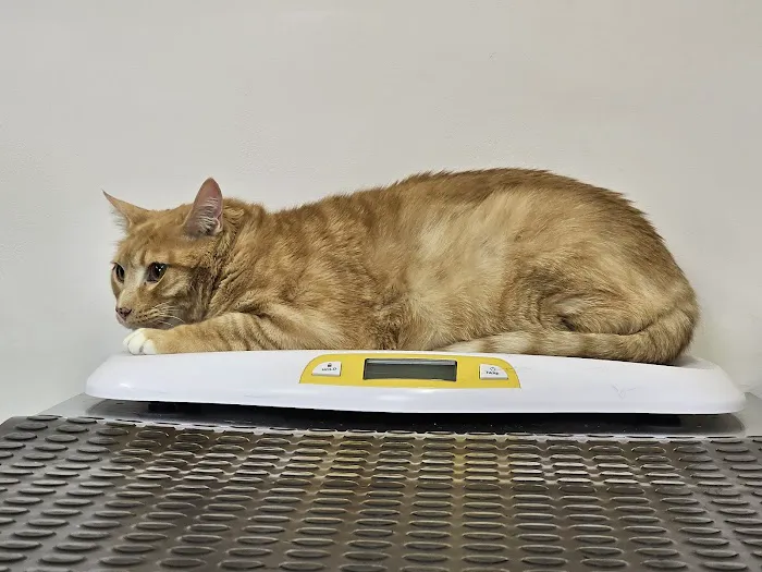 Tender Heart Vet Care PC Picture 4