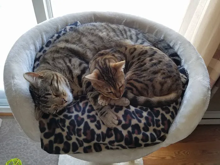 Tender Heart Vet Care PC Picture 6