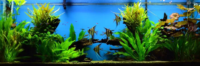 The Wet Spot Tropical Fish Picture 3