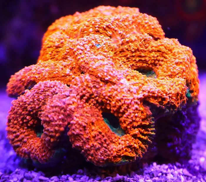 Woody's Seahorse Aquarium & Supply Picture 6