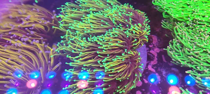 Woody's Seahorse Aquarium & Supply Picture 4