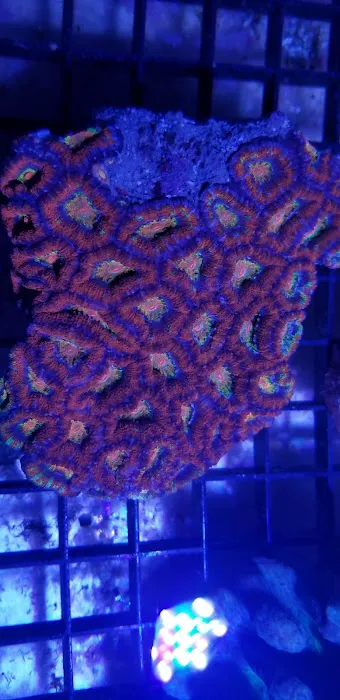 Woody's Seahorse Aquarium & Supply Picture 2