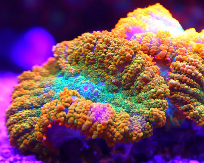 Woody's Seahorse Aquarium & Supply Picture 7