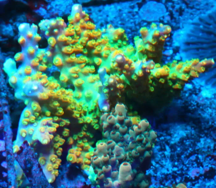 Woody's Seahorse Aquarium & Supply Picture 1