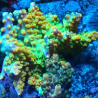 Woody's Seahorse Aquarium & Supply ico