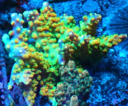 Woody's Seahorse Aquarium & Supply