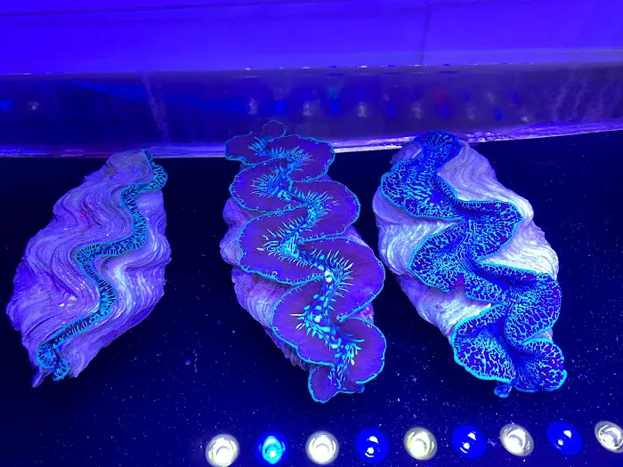 Woody's Seahorse Aquarium & Supply Picture 5