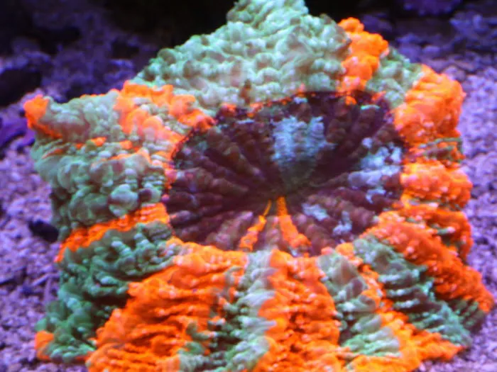 Woody's Seahorse Aquarium & Supply Picture 3