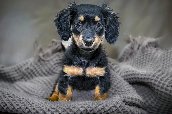 Gardner Animal Care Center Picture 1