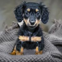Gardner Animal Care Center ico