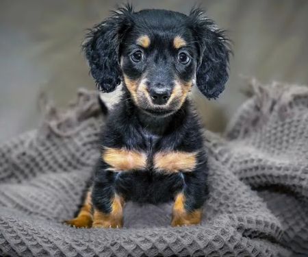 Gardner Animal Care Center