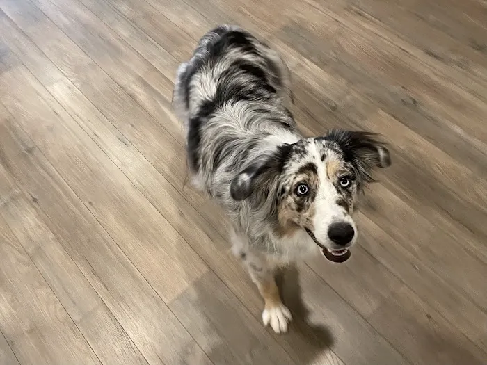 Furry Friends Picture 1