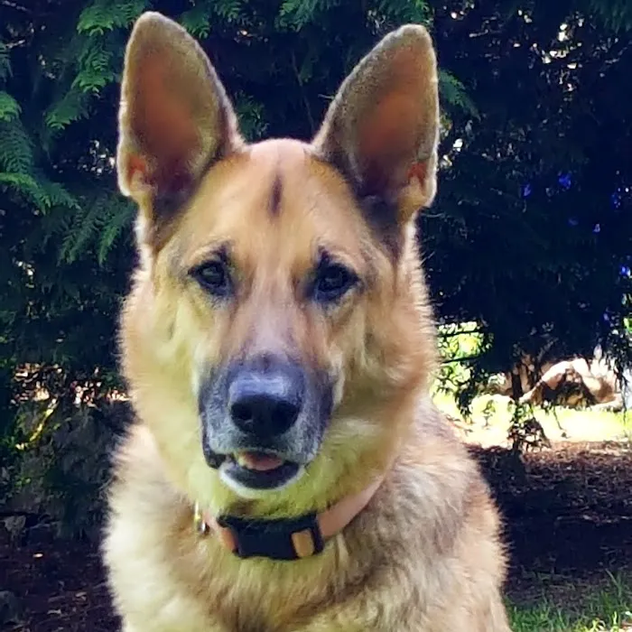 Furry Friends Picture 6