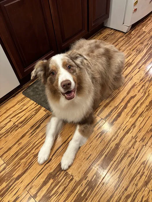 Furry Friends Picture 2