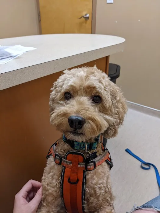 Wachusett Animal Hospital and Pet Retreat Picture 1