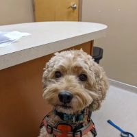 Wachusett Animal Hospital and Pet Retreat ico
