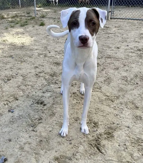 Wachusett Animal Hospital and Pet Retreat Picture 2