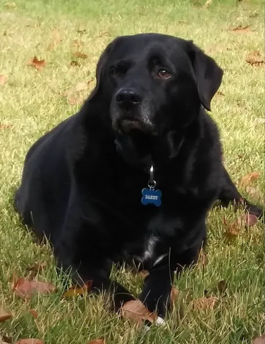 Wachusett Animal Hospital and Pet Retreat Picture 10