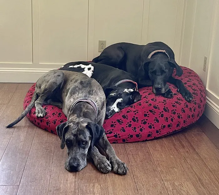 Wachusett Animal Hospital and Pet Retreat Picture 3