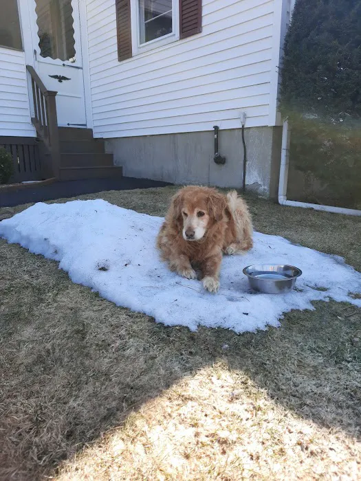 Wachusett Animal Hospital and Pet Retreat Picture 8