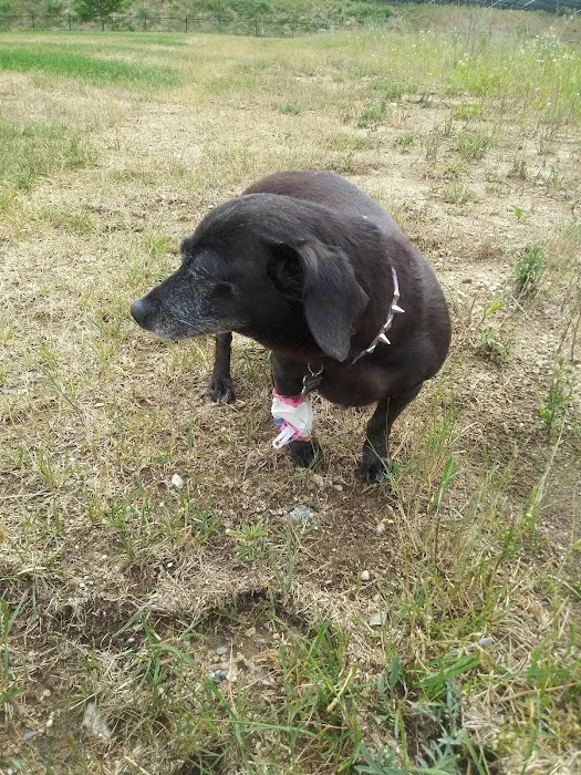 Wachusett Animal Hospital and Pet Retreat Picture 4