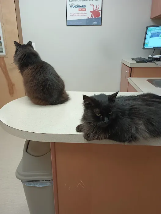 Wachusett Animal Hospital and Pet Retreat Picture 6