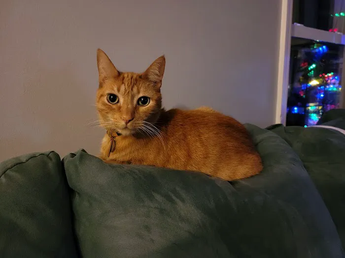 Wachusett Animal Hospital and Pet Retreat Picture 9