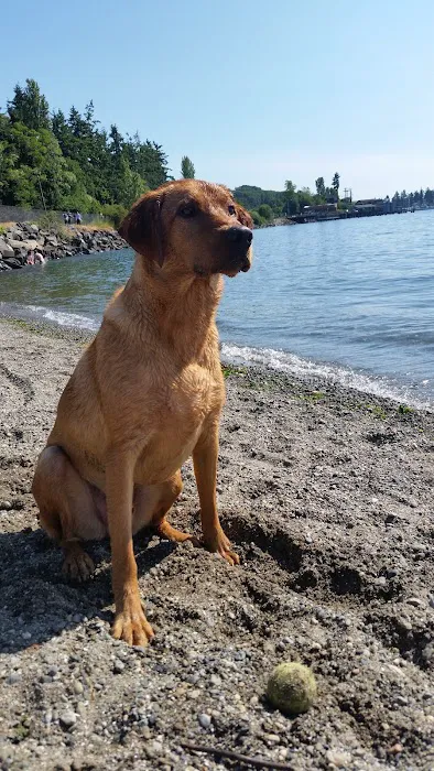 Platinum Labrador Retrievers Picture 3