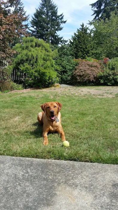 Platinum Labrador Retrievers Picture 2