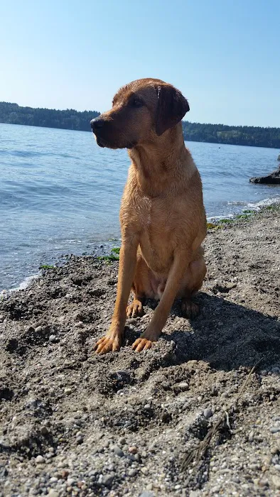 Platinum Labrador Retrievers Picture 1