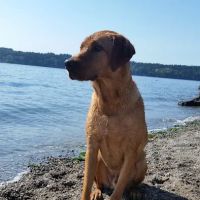 Platinum Labrador Retrievers ico