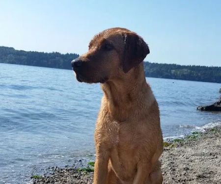 Platinum Labrador Retrievers