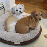 Monty Tech Veterinary Clinic