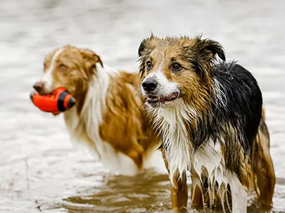 Roseway Veterinary Hospital Picture 6