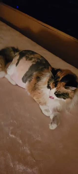 Family Pet Veterinary Services Picture 1