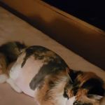 Family Pet Veterinary Services