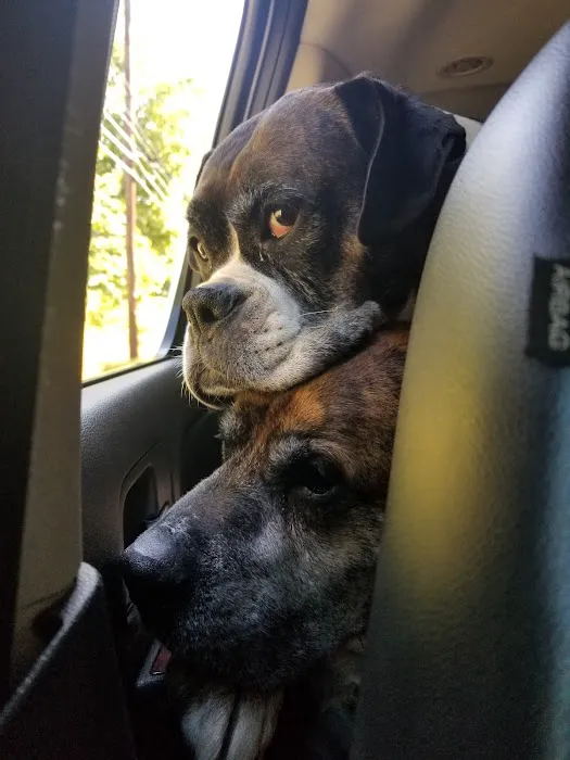 Family Pet Veterinary Services Picture 5