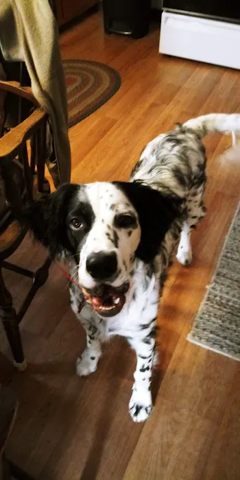 Family Pet Veterinary Services Picture 6