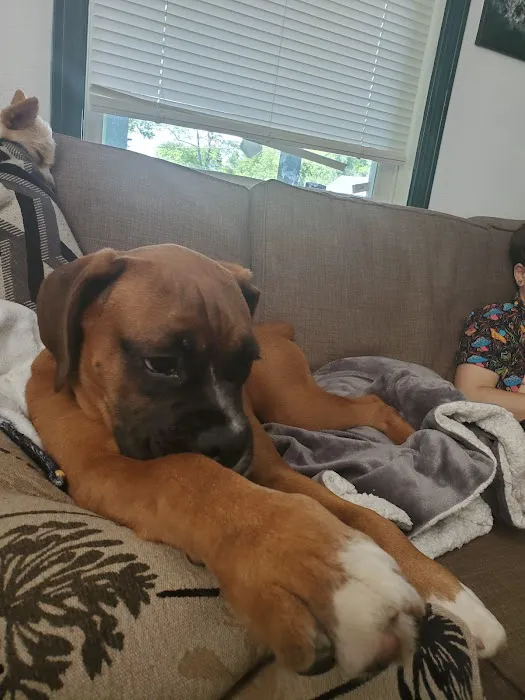 Family Pet Veterinary Services Picture 3