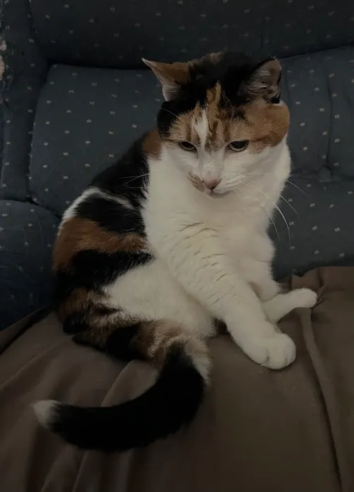 Family Pet Veterinary Services Picture 10