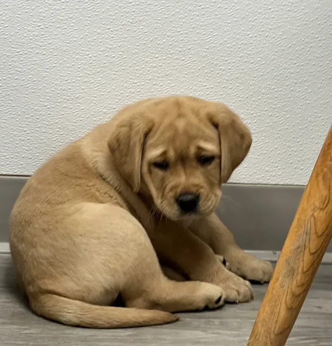 Central Animal Hospital Picture 4