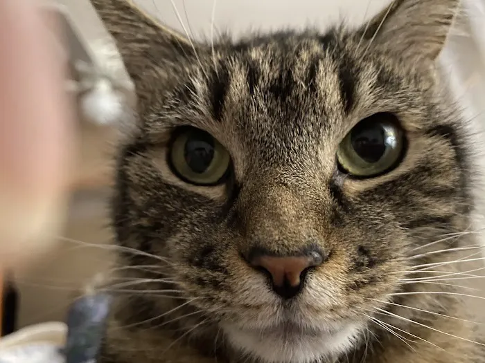 Central Animal Hospital Picture 8