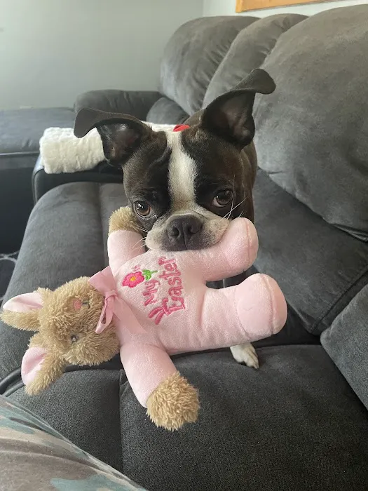 Central Animal Hospital Picture 6