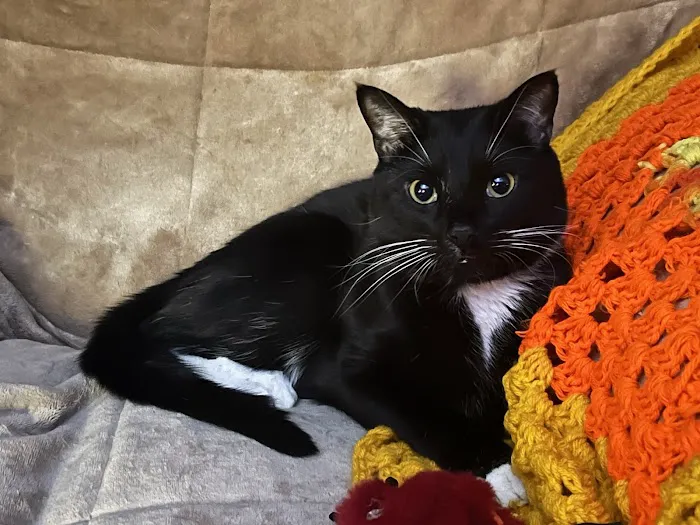 Central Animal Hospital Picture 1