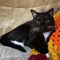 Central Animal Hospital ico