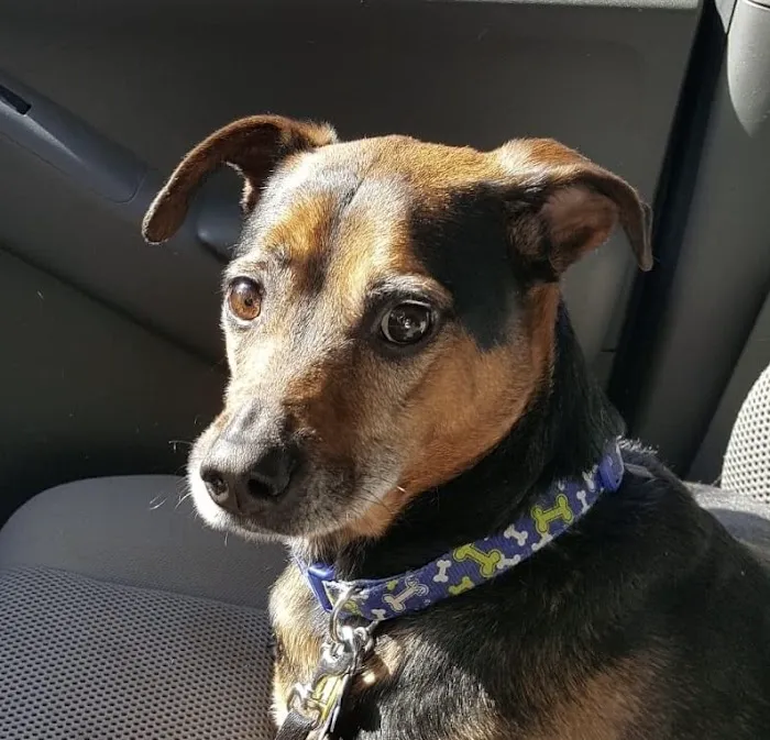 Central Animal Hospital Picture 3